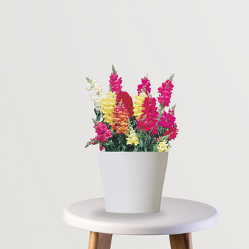 Antirrhinum (Snapdragon) plant